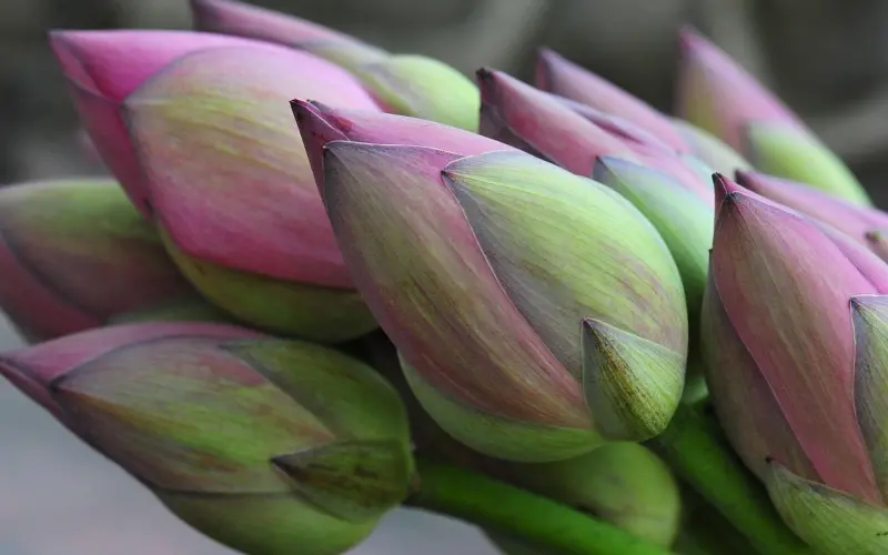 初夏：遇到真爱如何从备胎转正