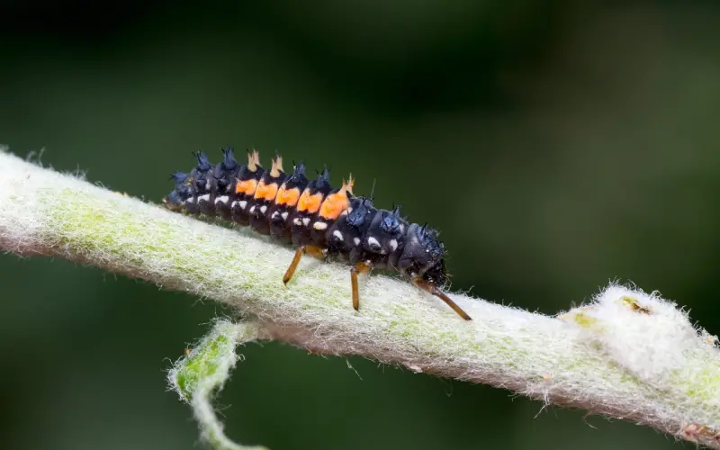 陈奕迅 回忆初恋女友，错失的爱情能否回到最初？