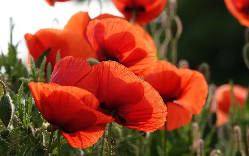 情感咨询：情感专家教你如何治好男友的“花心病”