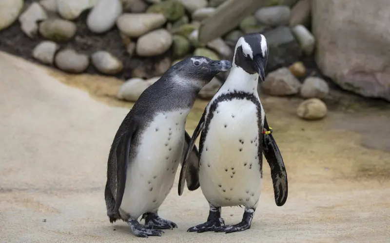 情感咨询：2招教你慧眼识人，远离感情中的“不定时炸弹”