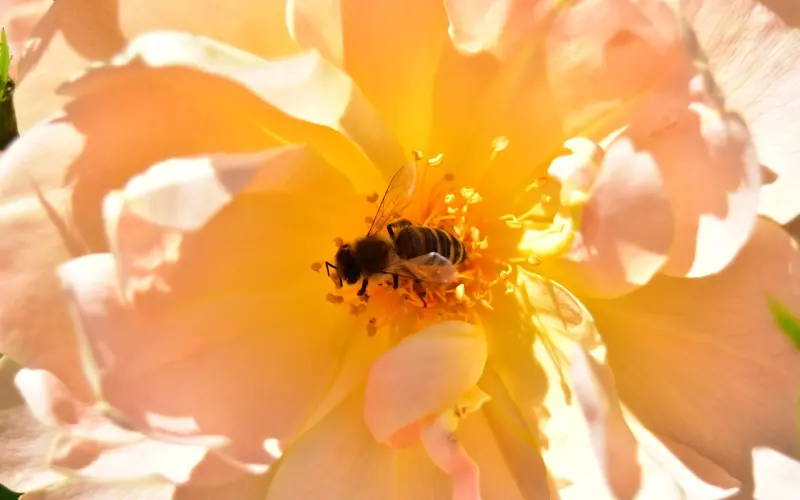 情感咨询：行动比语言更有说服力