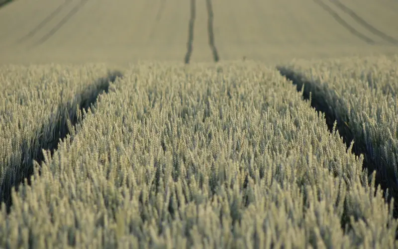 情感咨询案例：老公长期异地工作出轨变心