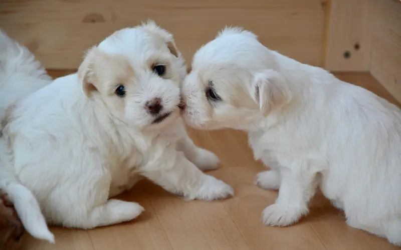 情感咨询：异地恋见面必须做的五件事