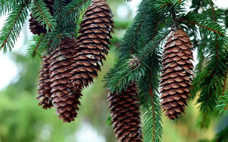 情感咨询：离婚后怎样挽回爱情