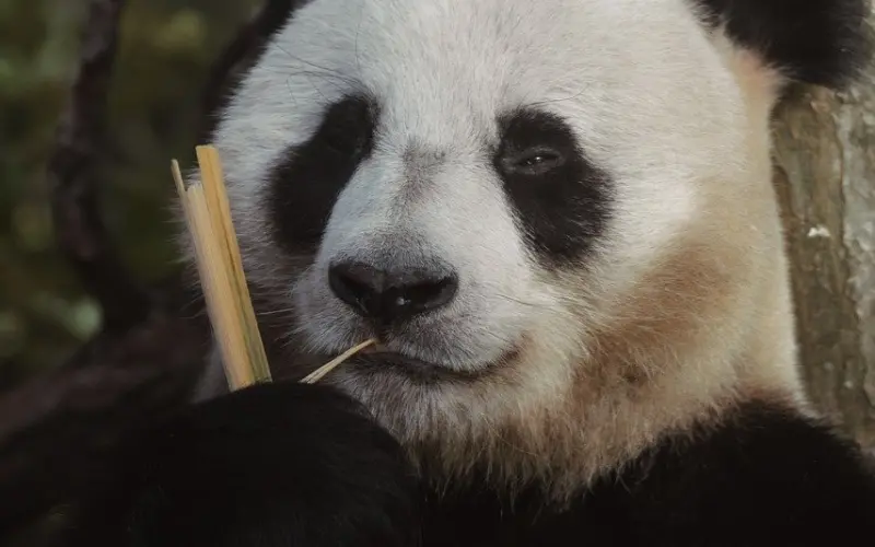 情感咨询：分手冷静期该如何挽回男友？