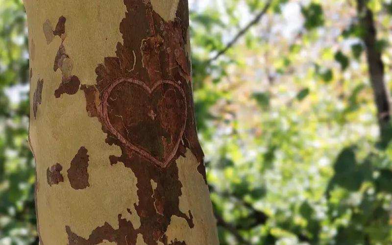 情感咨询：如何在平淡的感情中引导男人付出更多？