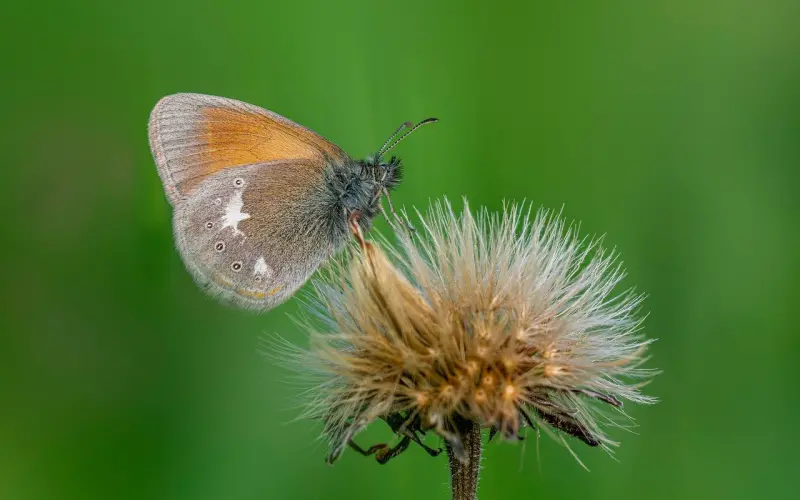 情感咨询：如何接近女人