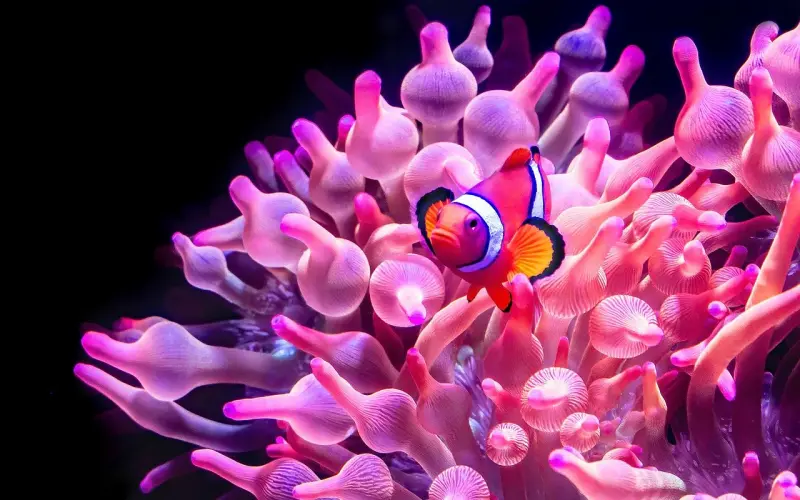 情感咨询：两地分居的夫妻如何提升感情