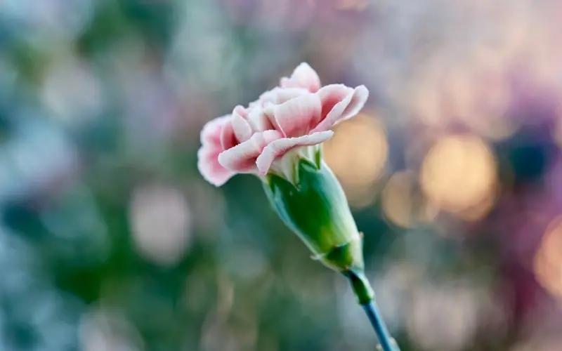 情感咨询：因彩礼闹矛盾，男友不理我怎么挽回？