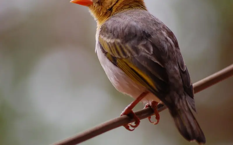 情感咨询：挽回爱情之找出问题