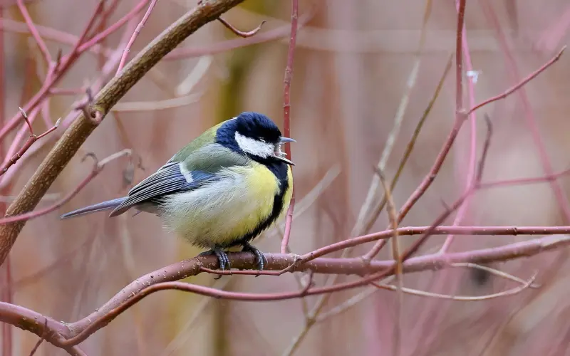 情感咨询：挽回爱情之长期加固情侣关系的方法