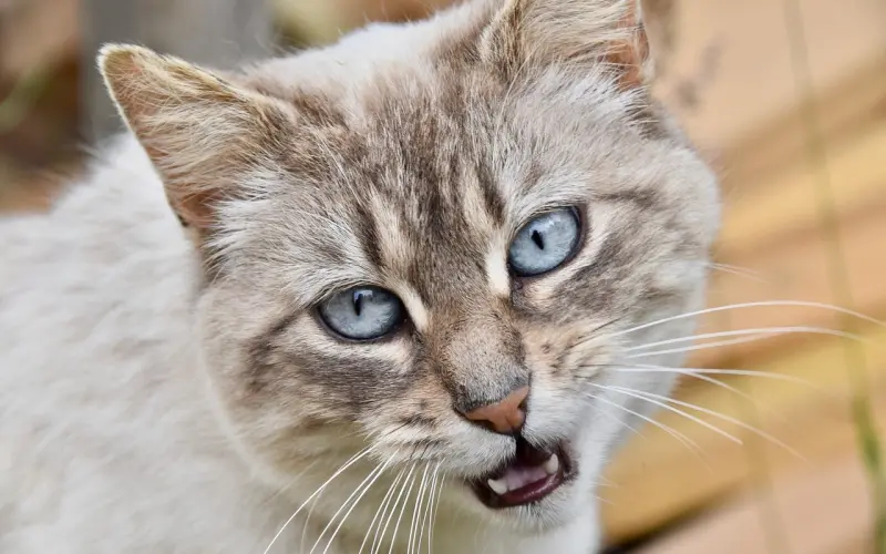 情感咨询：男朋友要娶我拿不出彩礼