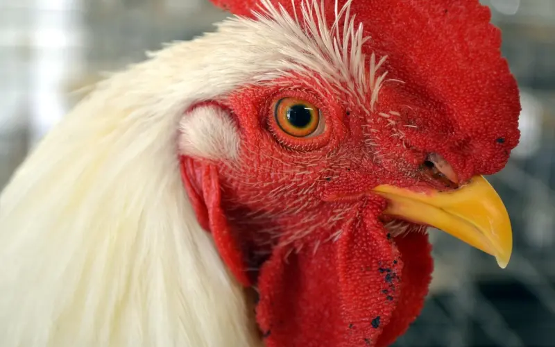 情感咨询：男朋友总是说他很忙