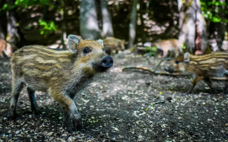 情感咨询：男友迷上女主播，我该怎么办？