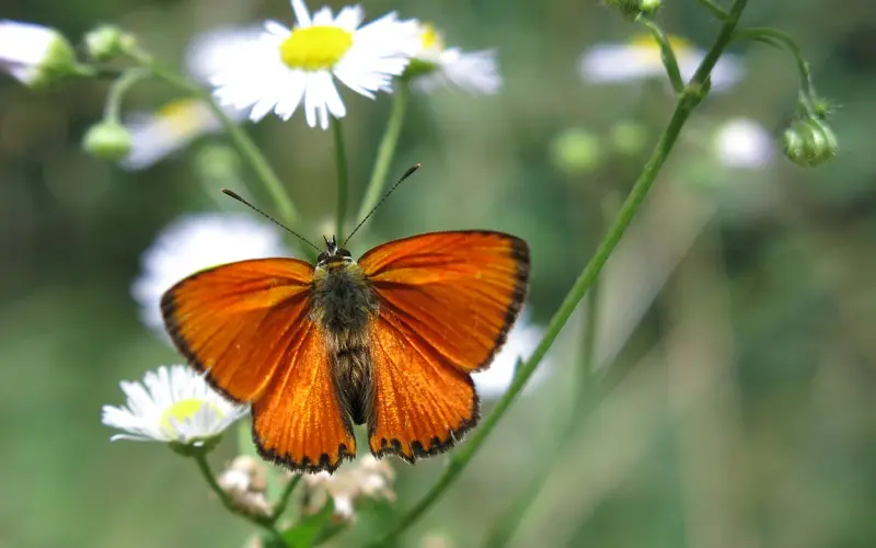 情感咨询：和闺蜜喜欢上同一个男人，我该怎么办？
