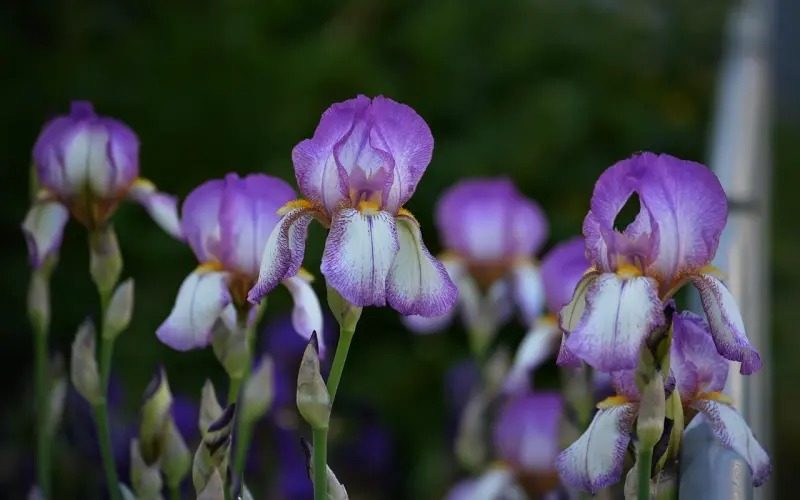 情感咨询：丈夫多次出轨，我该怎么办？