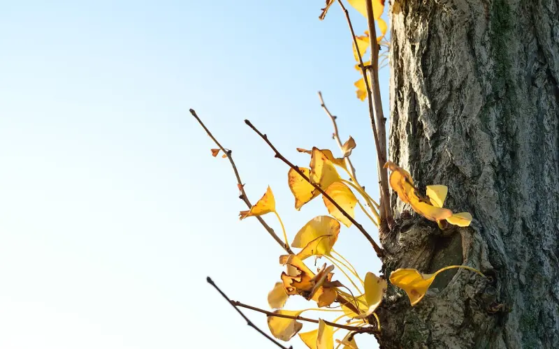 情感咨询：老公喜欢和女生聊，我该离婚还是挽回？