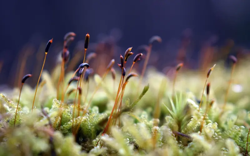 情感咨询：夫妻吵架冷战主动和解的技巧