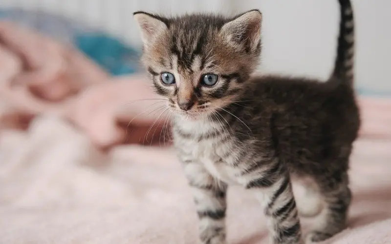 情感咨询：三招教你如何挽回完美家庭