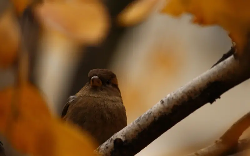 情感咨询：情感专家支招，如何编写挽回老公的短信