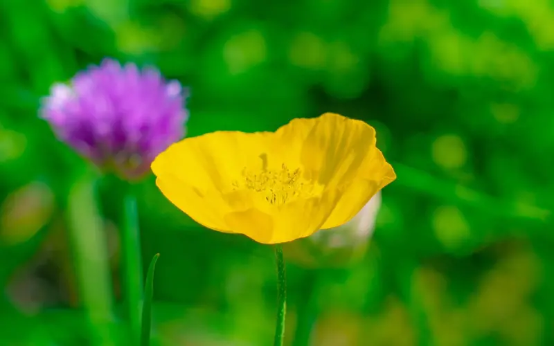 情感咨询：降低pu挽回男友的方法