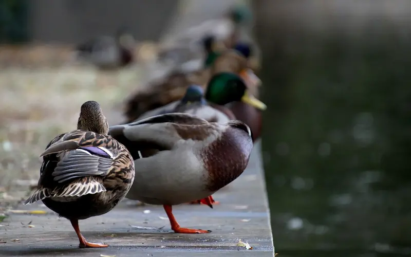 情感咨询：男朋友经常提起女朋友 怎么办？