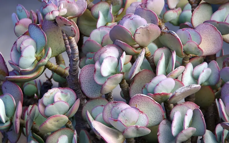 情感咨询：夫妻总是吵架怎么办