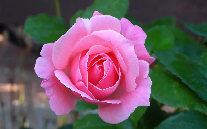 情感咨询：老公与第三者藕断丝连该怎么办