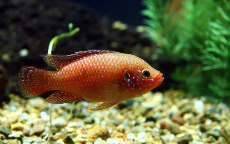 情感咨询：男友很上进但父母逼着他考公务员怎么办