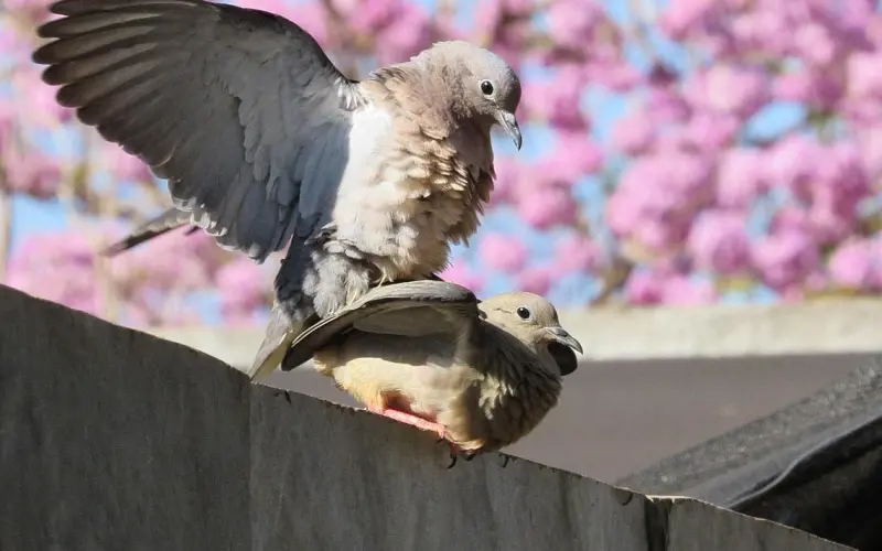 情感咨询：男友PU高怎么办？如何挽回男友的心？