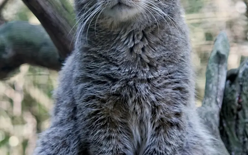 情感咨询：老公为什么出轨？该如何挽回老公？