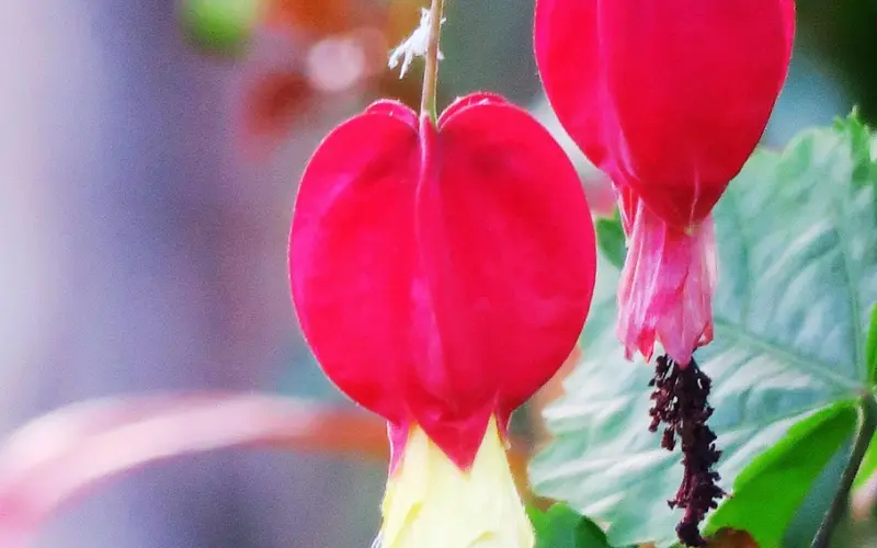 情感咨询：挽回前任