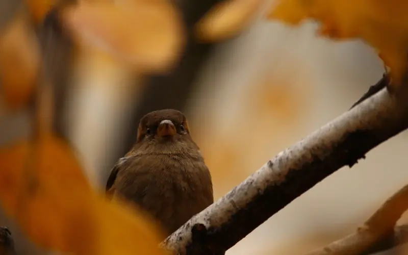 情感咨询师给你支招，让你知道他喜不喜欢你