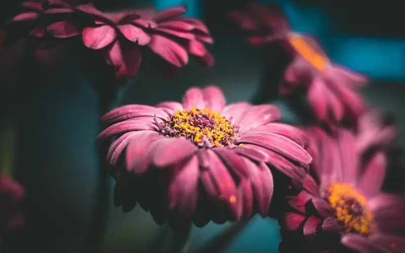 精|女生心目中最想要的爱情是这样的