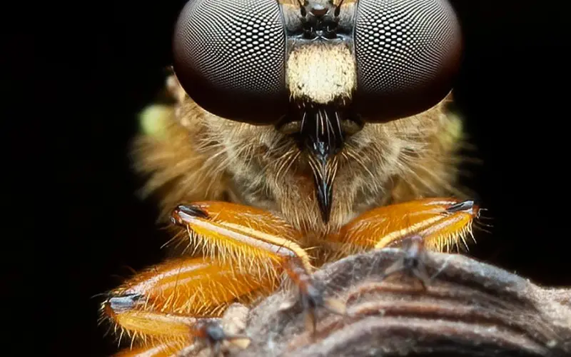 身陷牢狱仍坚持离婚，什么恩怨这么大？