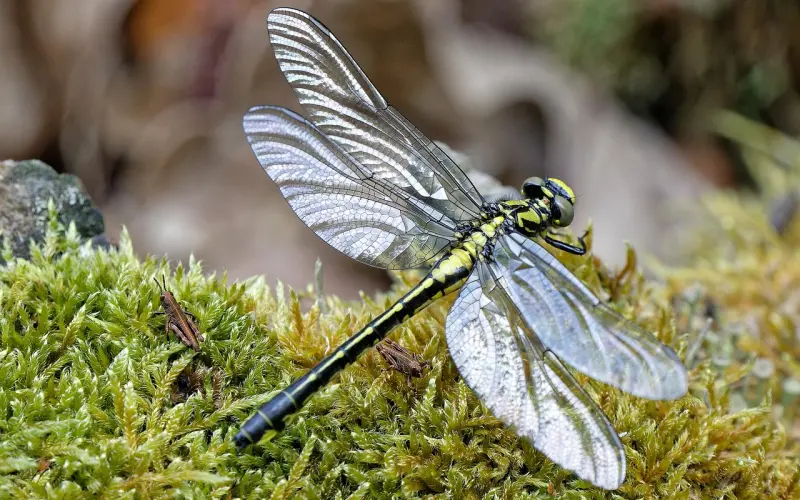 捕获难度五颗星——马尾姑娘