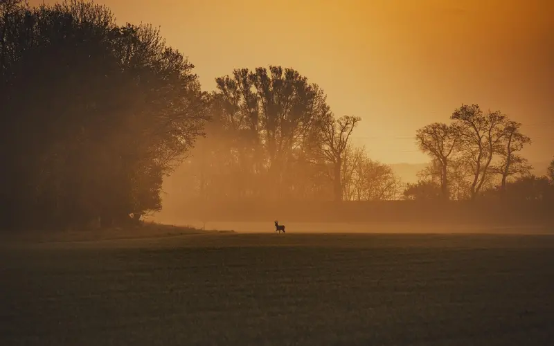 男女交往，四句“骚”话，虽然很”肉麻“，女人大多都很喜欢