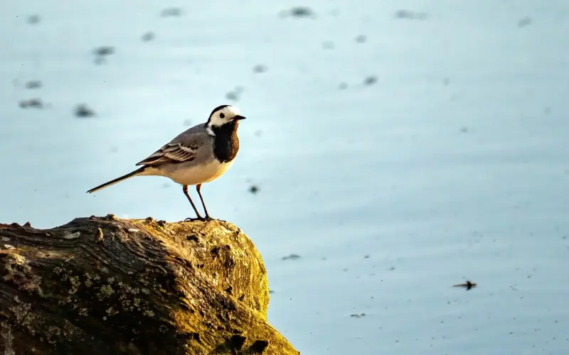 女生说害怕异地恋，一绝招完美破解