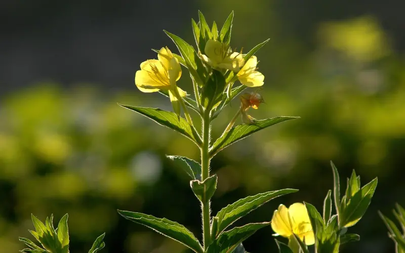 去见你想见的人吧， 趁阳光正好，趁微风不噪