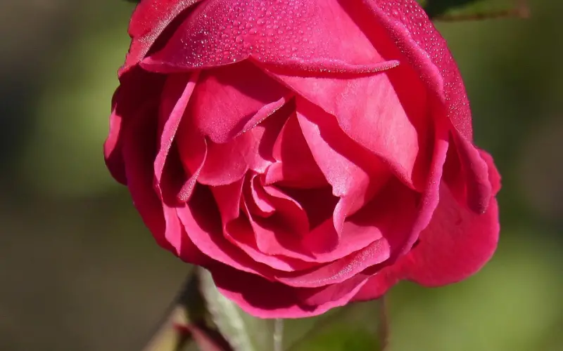 婚姻保鲜的黄金法则