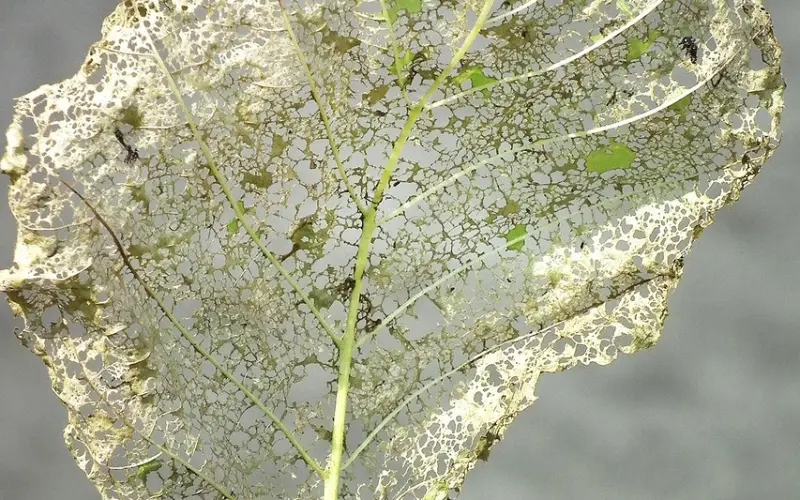 你的幸福，被攀比心吃掉了吗？