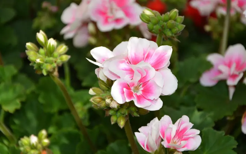 尝过了酷帅狂拽，春夏里的‘萌系男’正当时