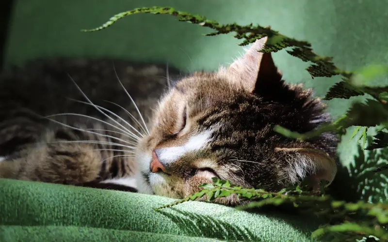 他有找外遇的毛病，我想跟他在一起，该怎么办？