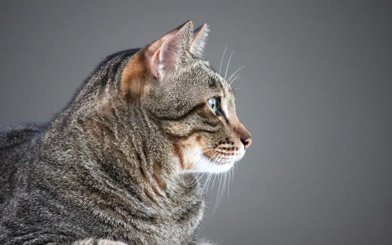 他说太累了要怎么挽回