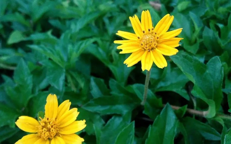 他说要把初吻留给我却告诉我一个残忍的消息...