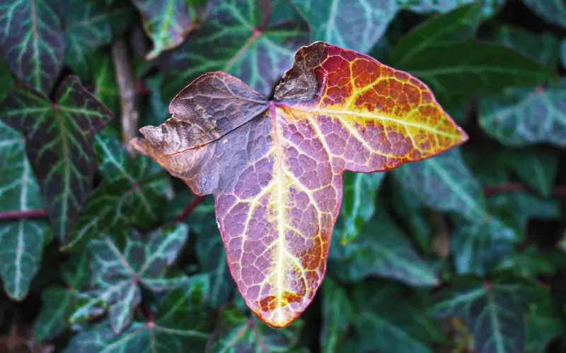 他只是一时寂寞，你却掏了心窝