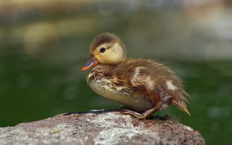 赫子铭出轨？你该如何预防丈夫出轨呢？