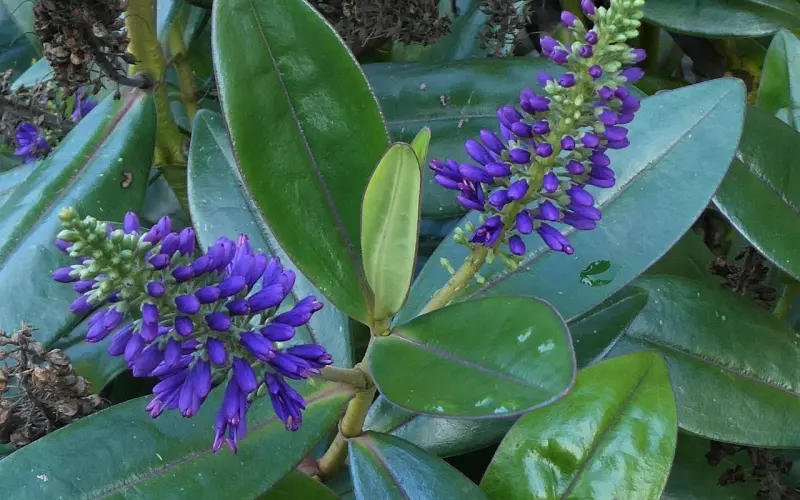 “疑似洗白罗志祥”的Hebe：一个人被骂的背后藏着什么语言逻辑？