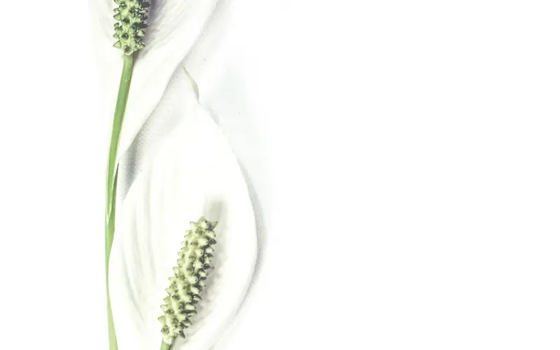 这里有一本成功率极高的泡妞秘籍，免费领取