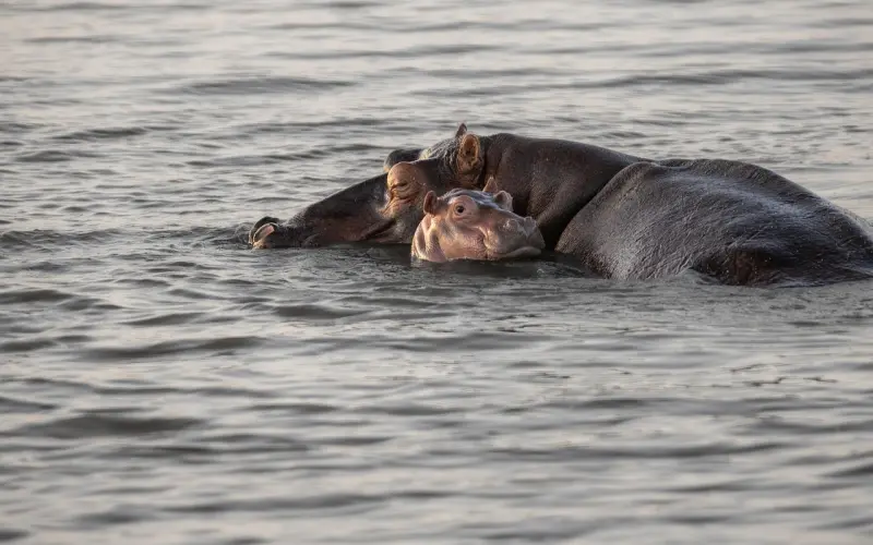河马和她的爱情